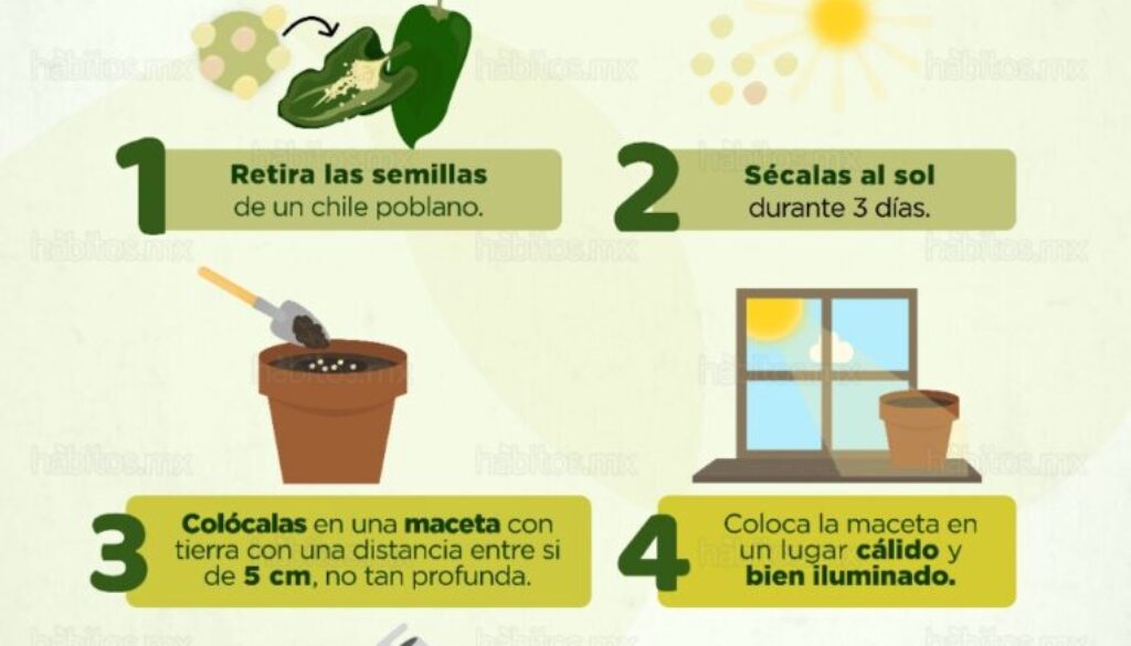 aprende-como-cultivar-chile-poblano-en-casa-de-forma-exitosa