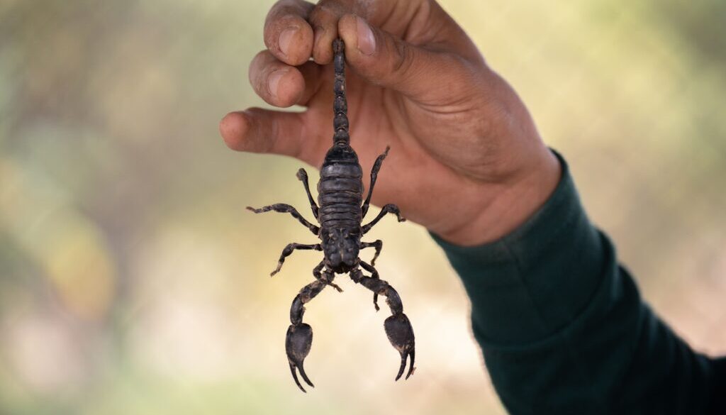 escorpiones-en-chile-conoce-a-estos-fascinantes-artropodos